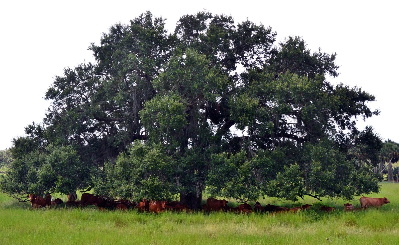 In The Shade Of The Old Oak Tree