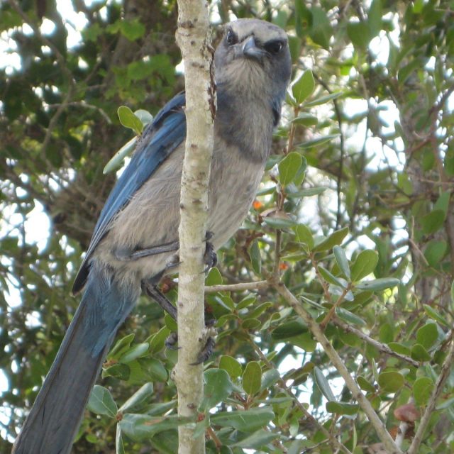 Florida Scrub Jay