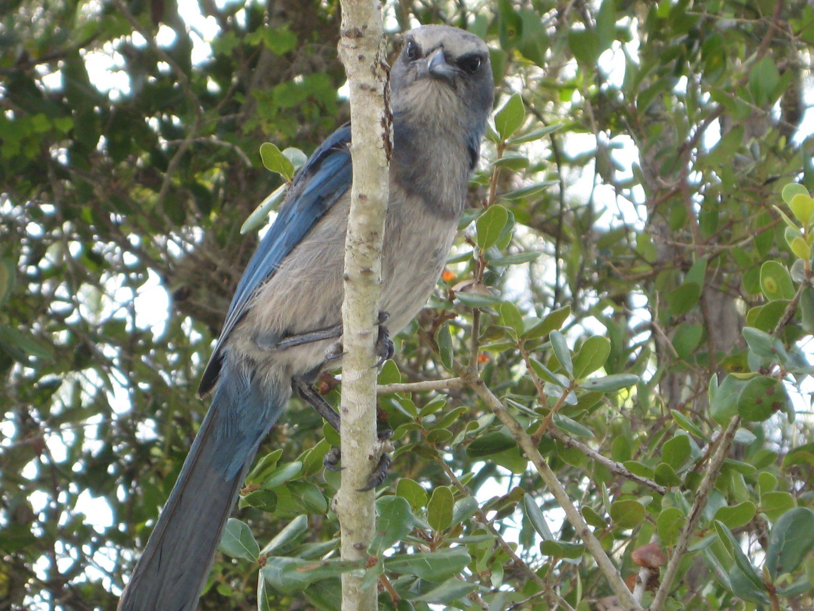 Florida Scrub Jay