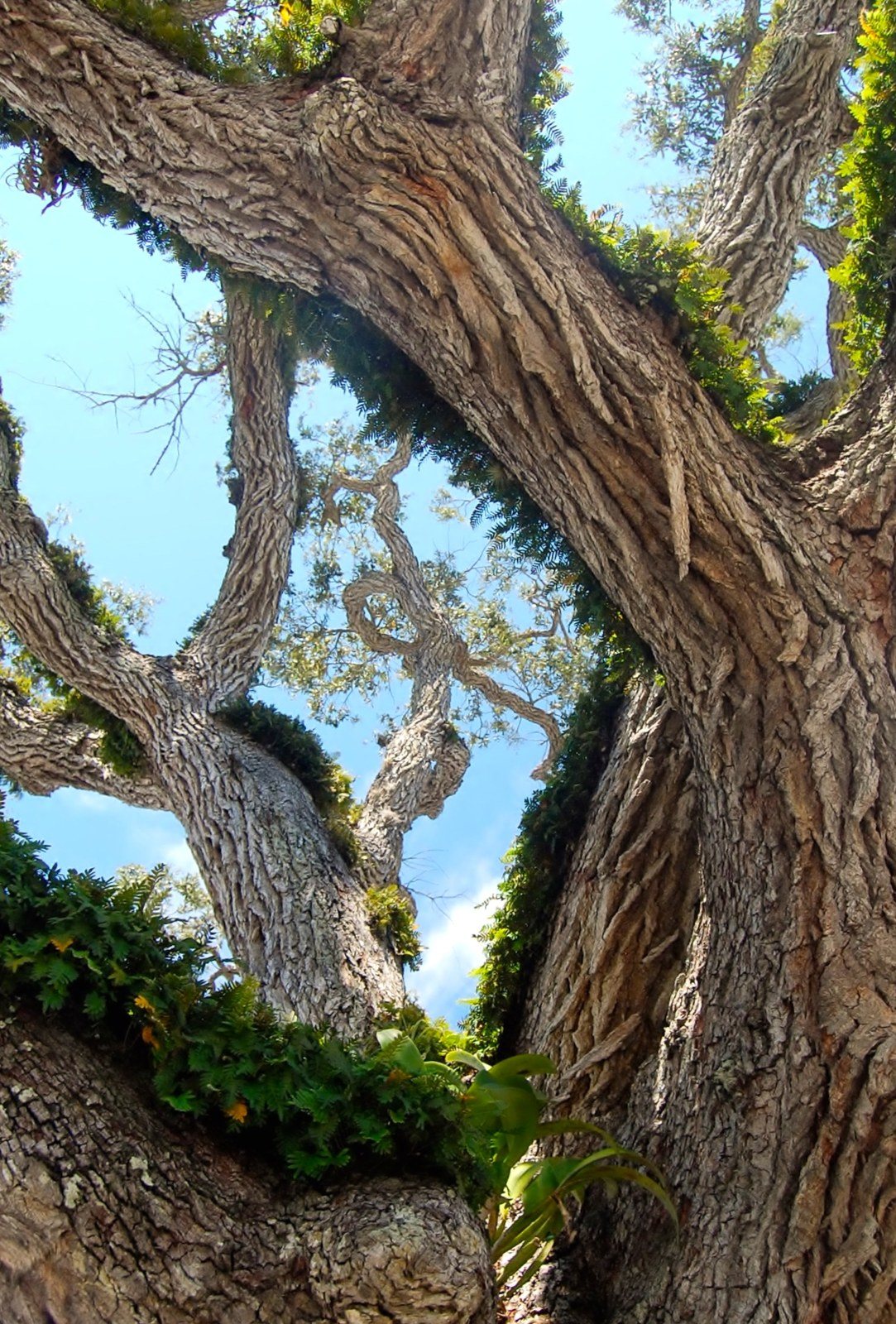 Grand Old Riverside Oak