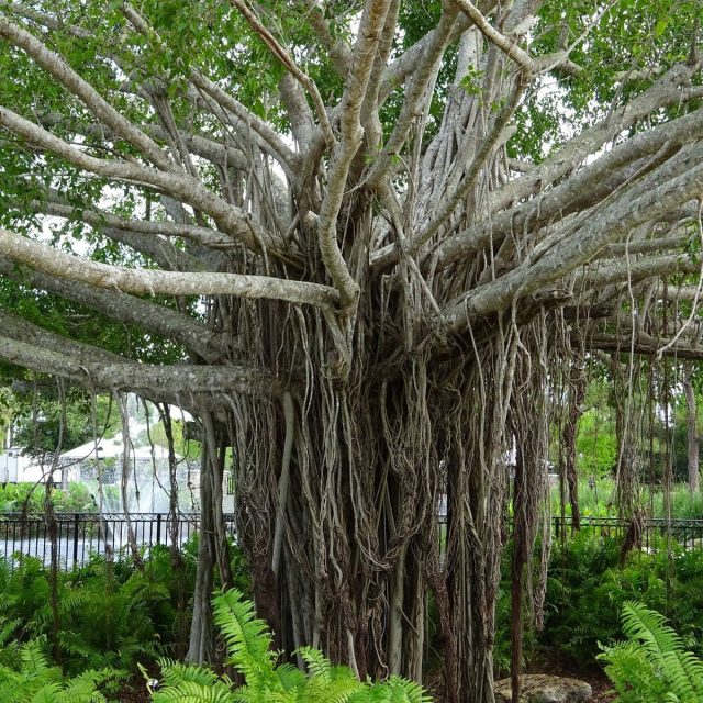 Big Banyan