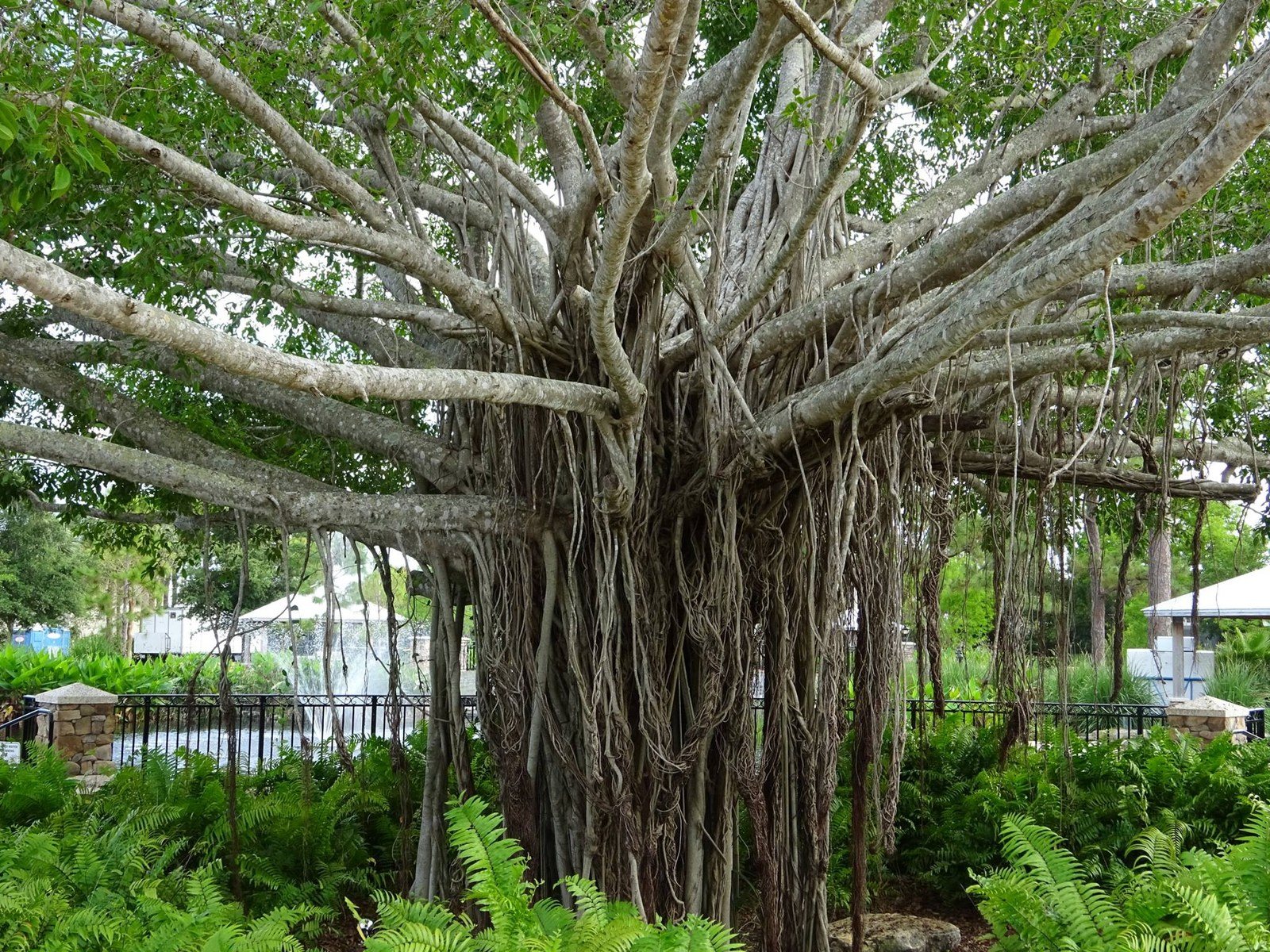 Big Banyan