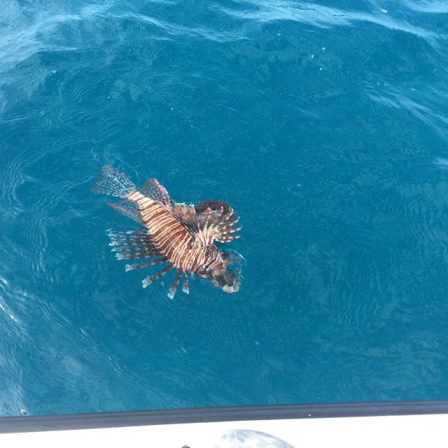 14" Lion Fish On Rod W/ Squid!!