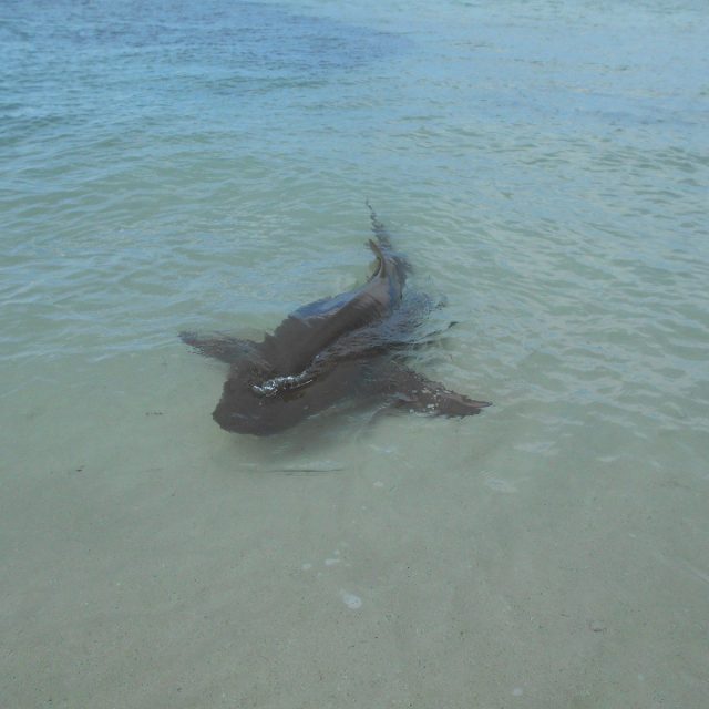 Shark