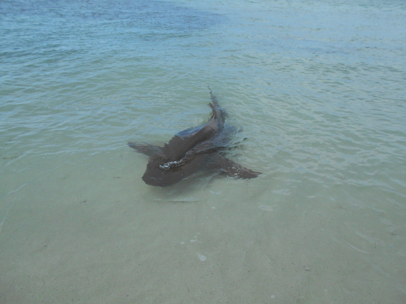 Shark