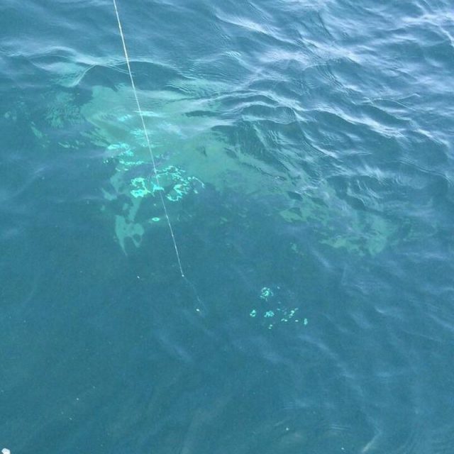 Bull Shark Experience