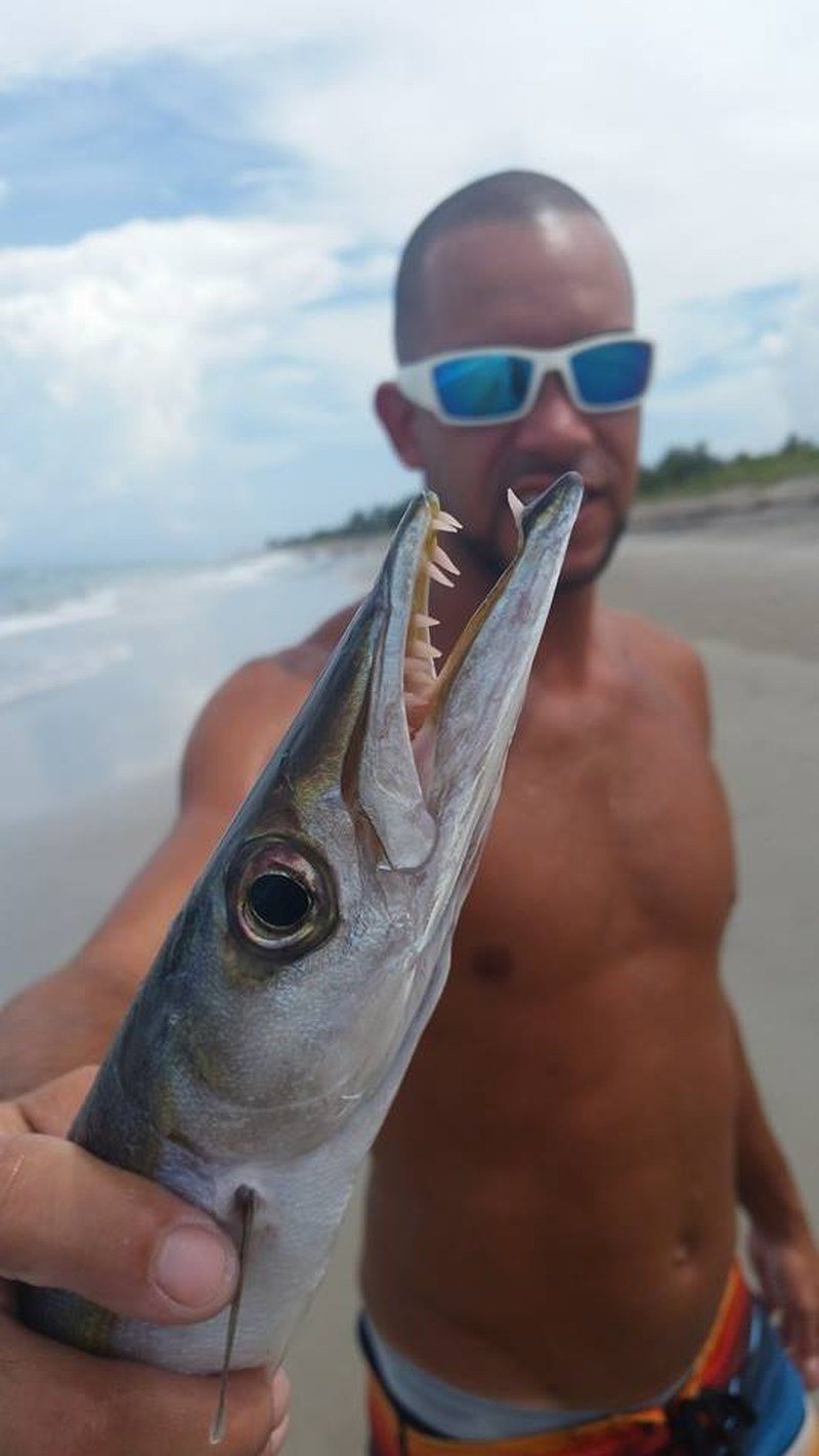 Oooo, Barracuda,