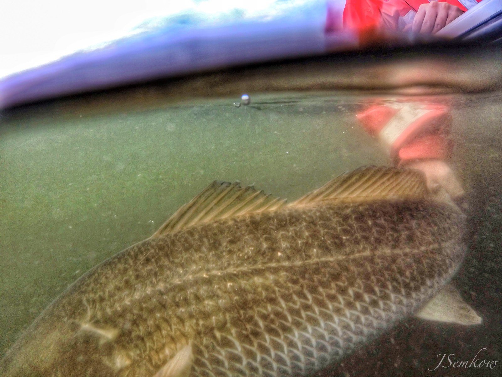 Releasing A Bull!