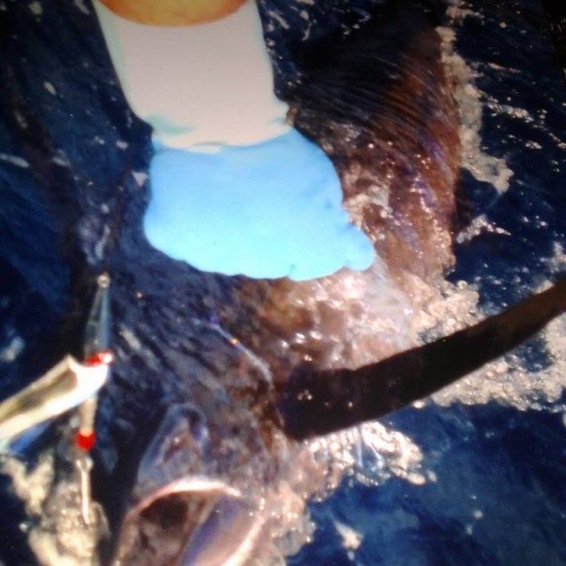 Marlin Off South Beachin The Fort