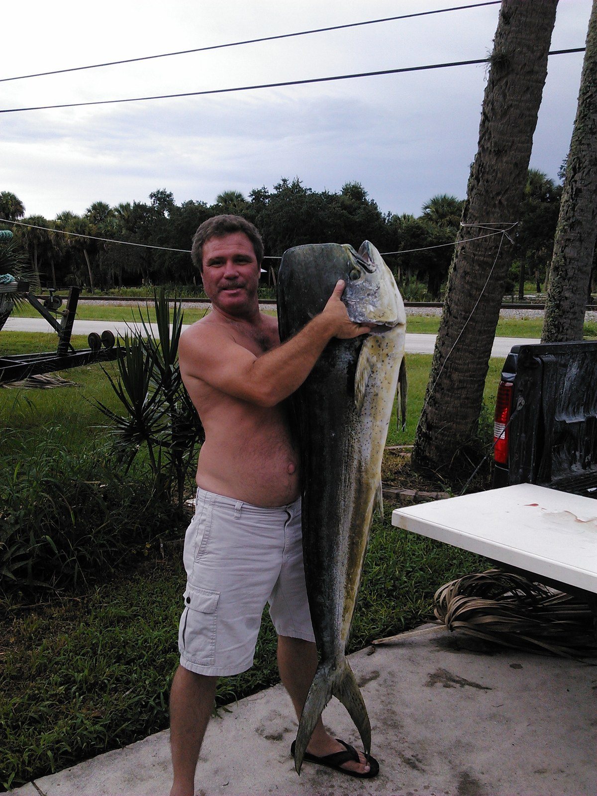 Big Bull Dolphin