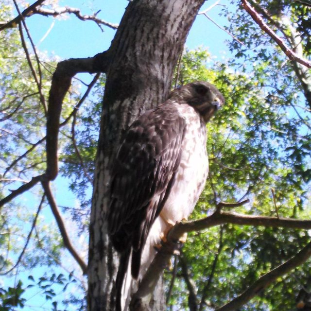 North Florida Seen At Work Was Three Feet Away When I Took This Pic