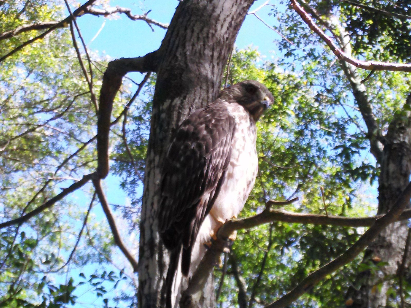 North Florida Seen At Work Was Three Feet Away When I Took This Pic