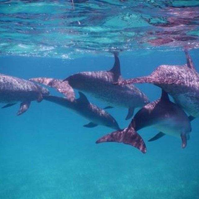 Swimming With Flipper