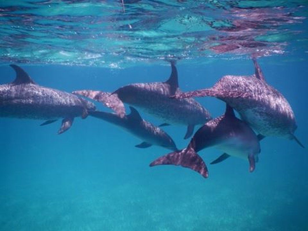 Swimming With Flipper