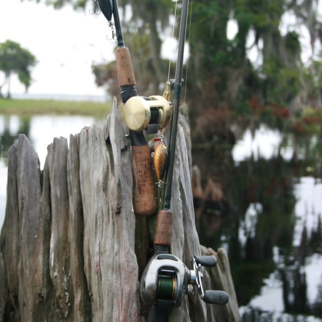 Fishing Blue Cypress