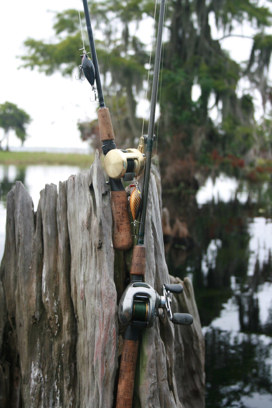 Fishing Blue Cypress