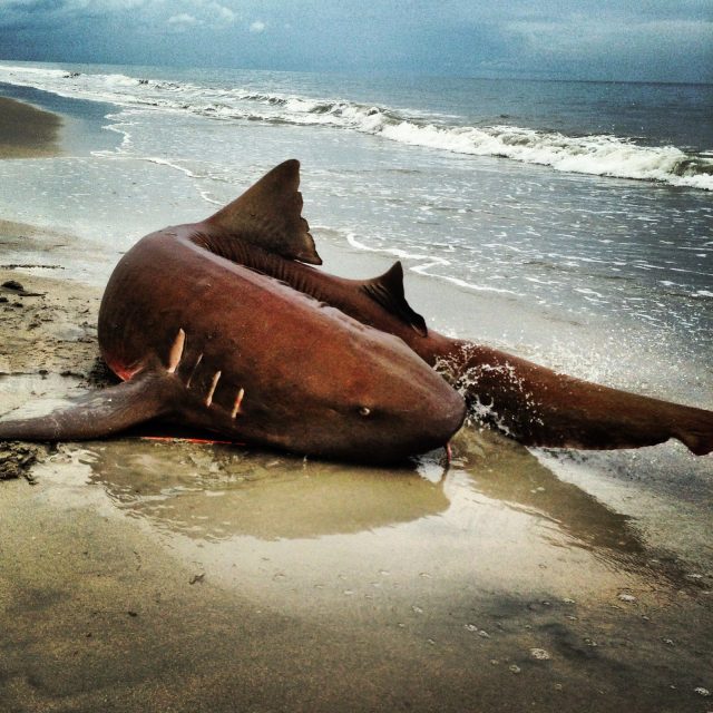 Jaws