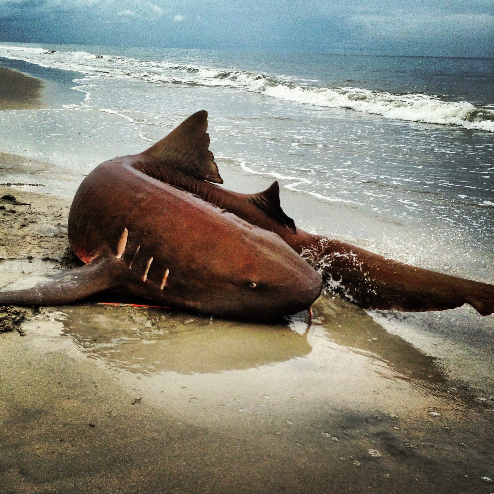 Jaws