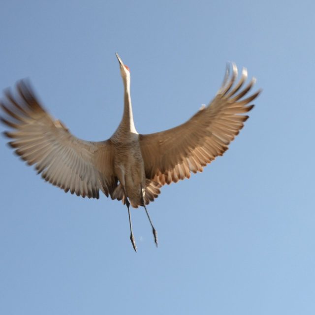 Beauty In Flight