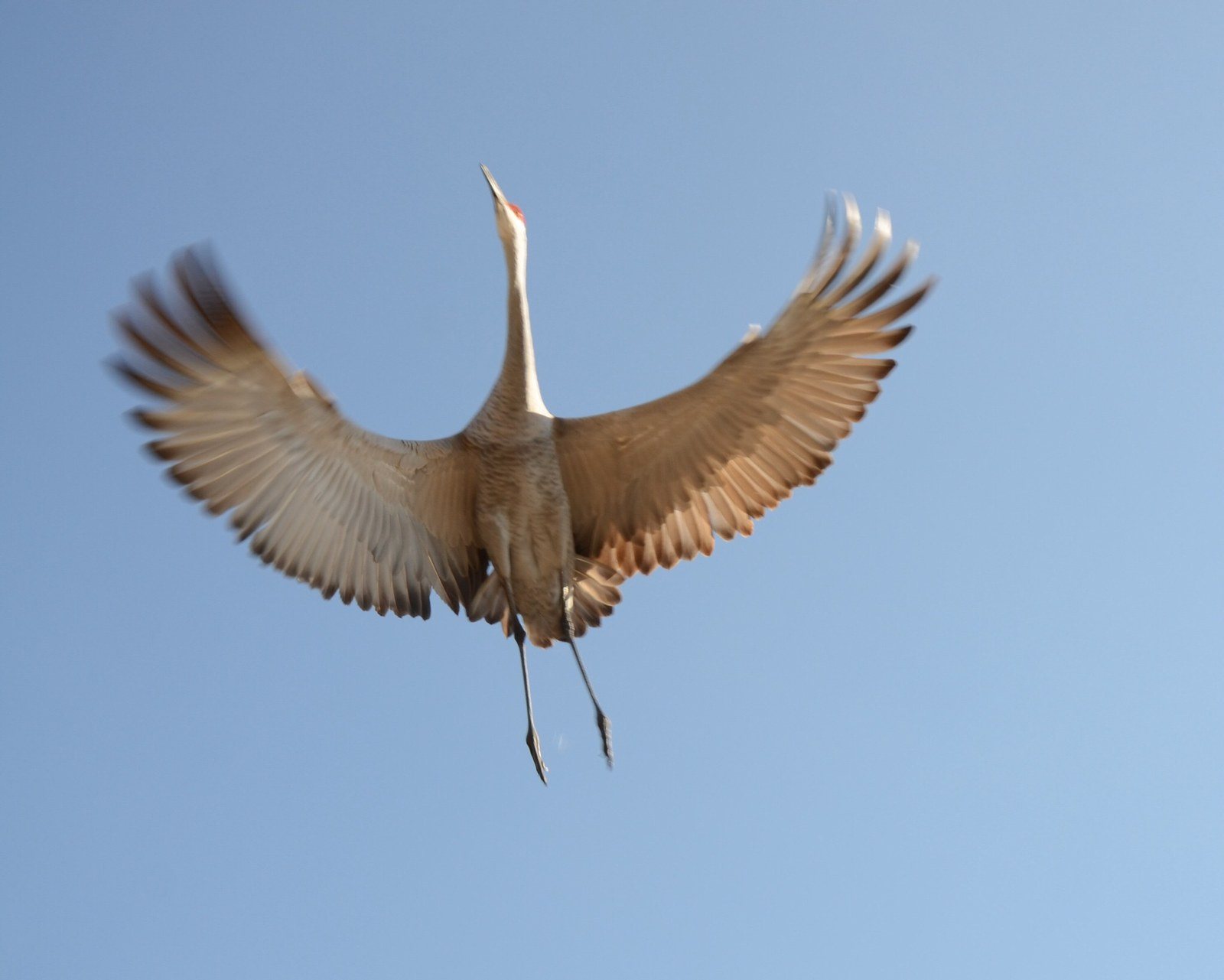 Beauty In Flight