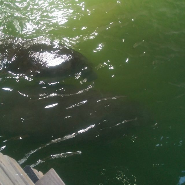 Mama And Calf Swimmin In Out Going Tide