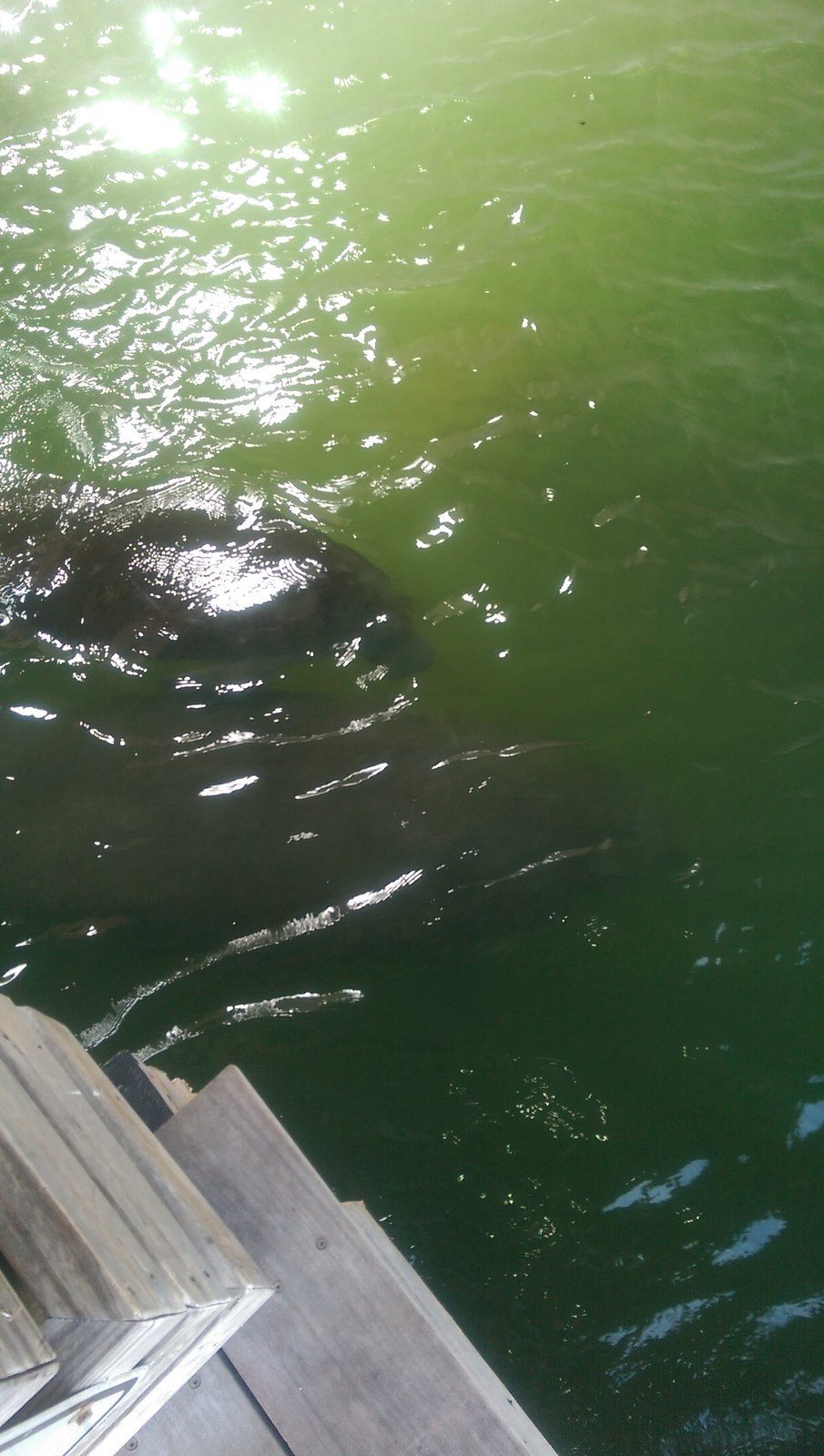 Mama And Calf Swimmin In Out Going Tide