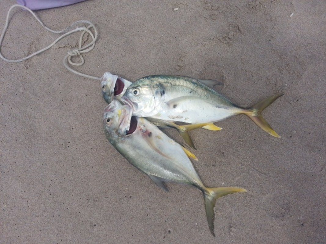 Perfectly Pompano