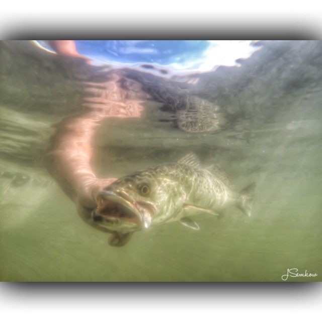 Not All Fish Need To Be Eaten