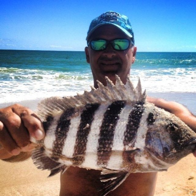 Sheepshead Vero Beach