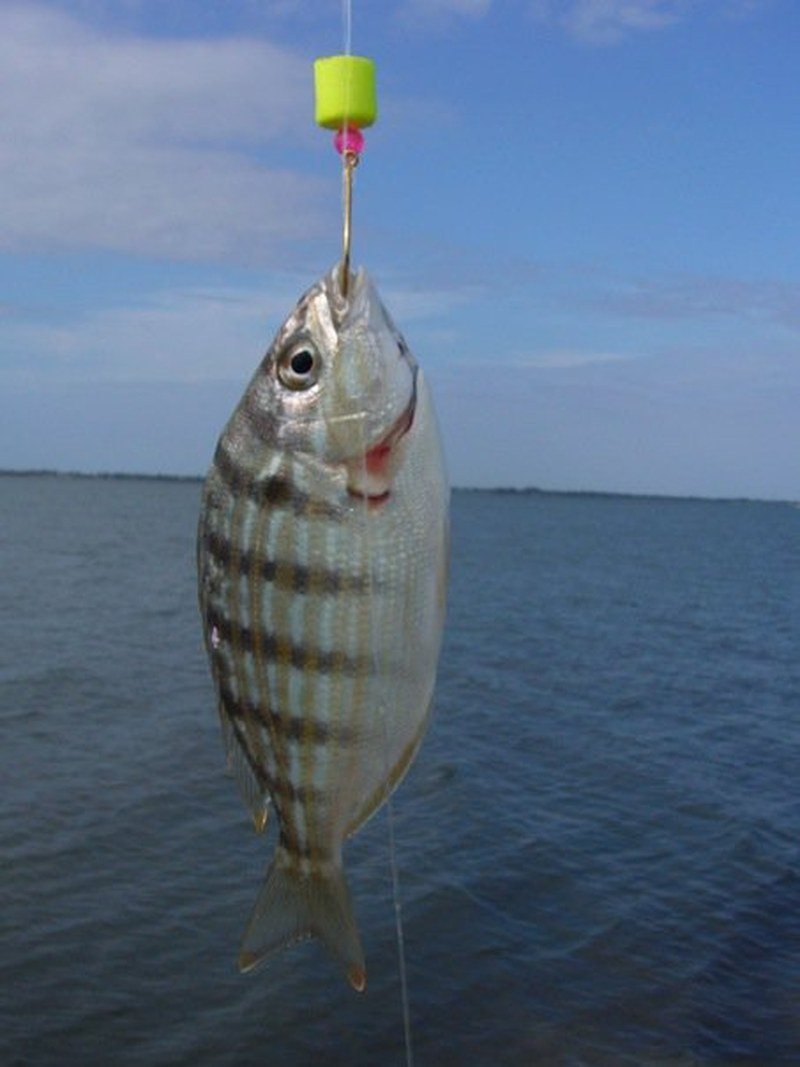 Surf N Stripes