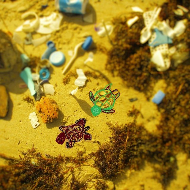 Baby Turtles Future