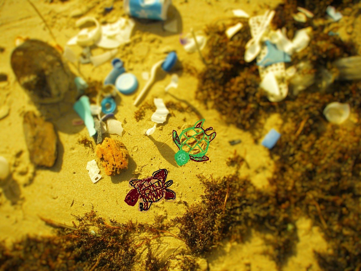 Baby Turtles Future