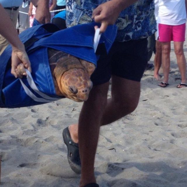 Rescued & Released