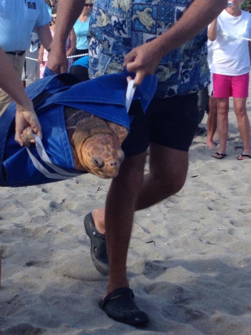 Rescued & Released
