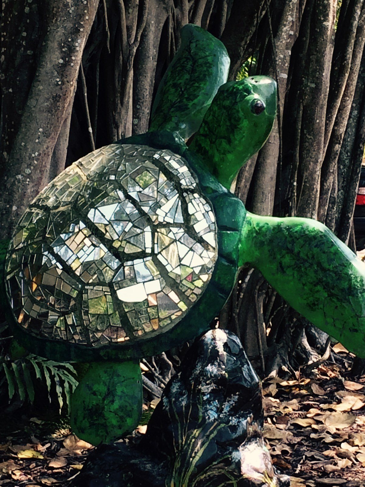 Turtles Shine!