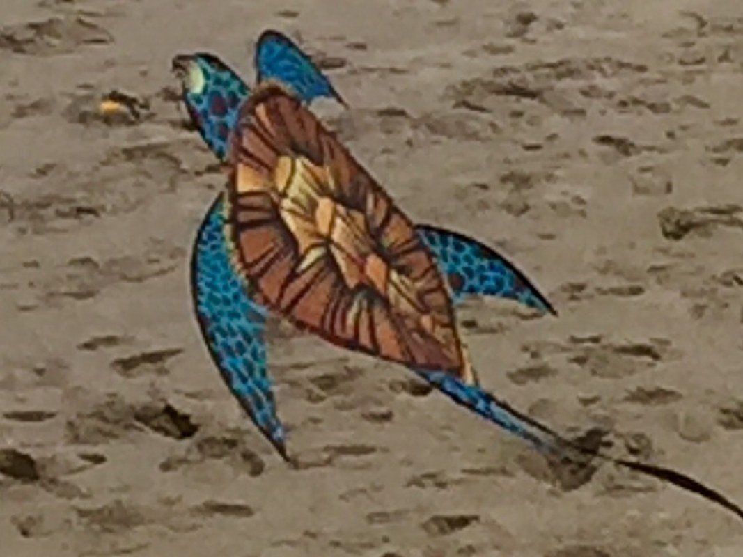 Flying Turle