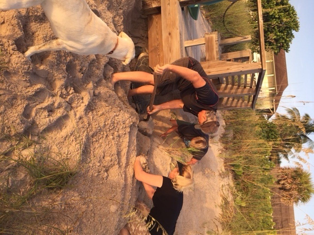 Stuck Turtle Saved By Humans
