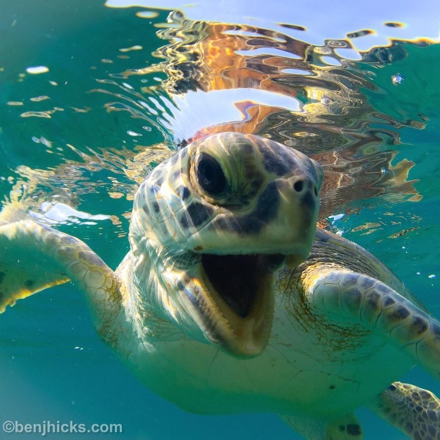 Doing My "Happy Flap".