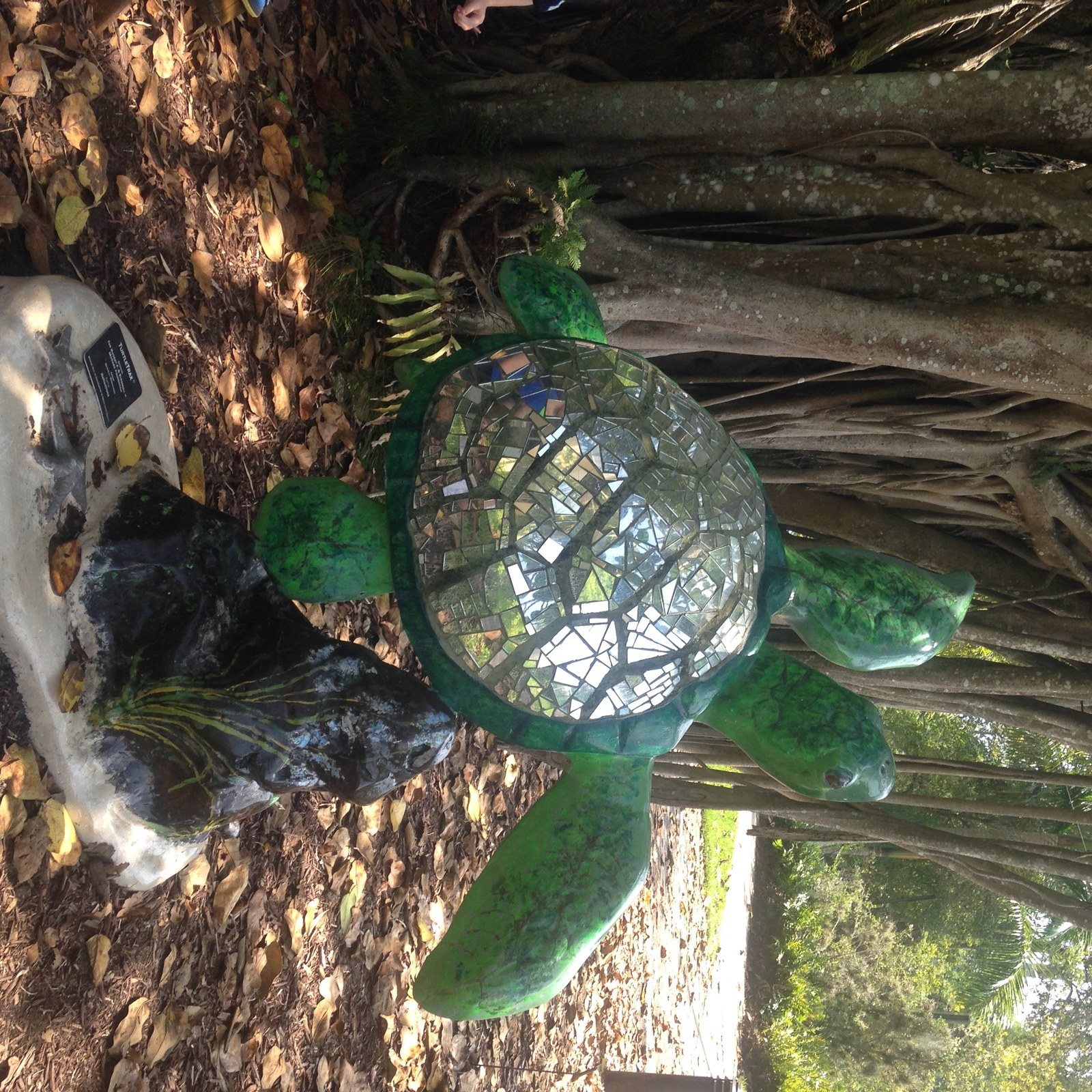 Magic Turtle In #VeroBeach #Seaturtle