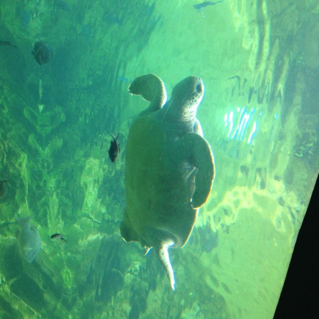 Floating In The Deep Green Sea