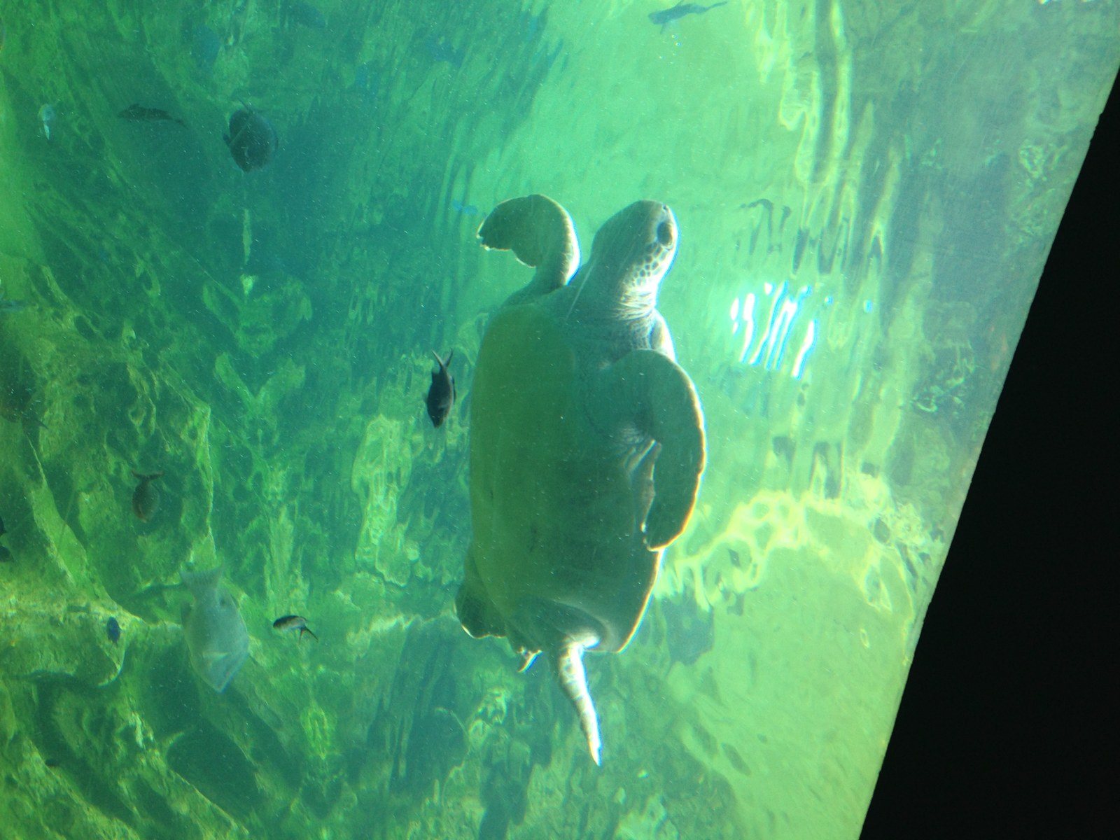 Floating In The Deep Green Sea