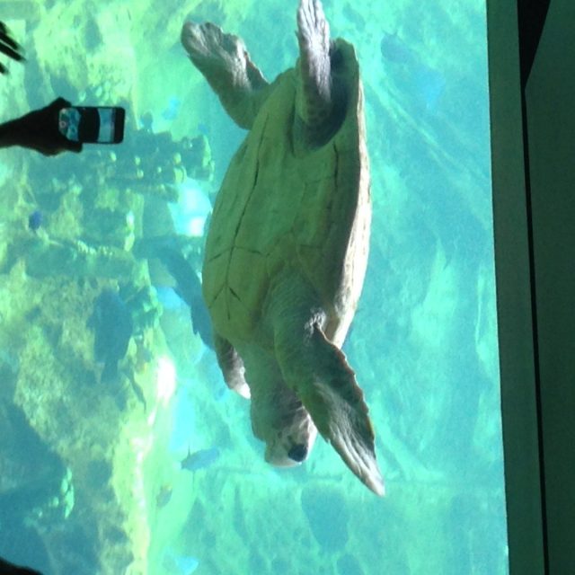 Just Keep Swimming