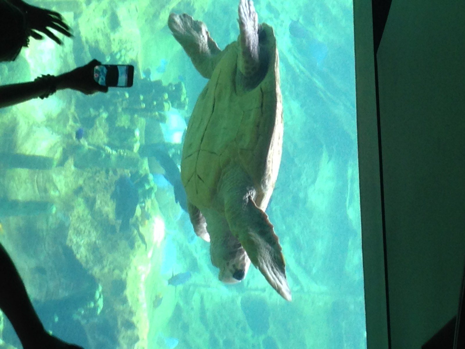 Just Keep Swimming