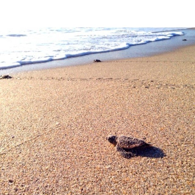 My Beach Treasure
