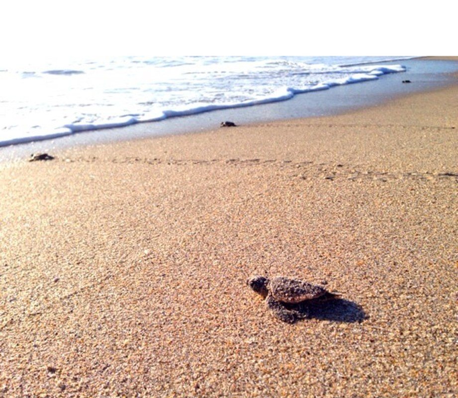 My Beach Treasure