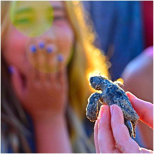 Turtle Love
