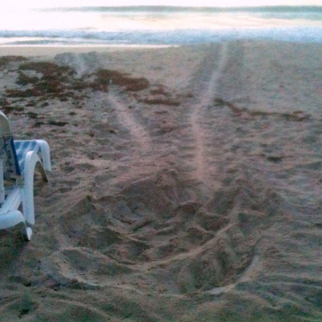 Turtle Tracks