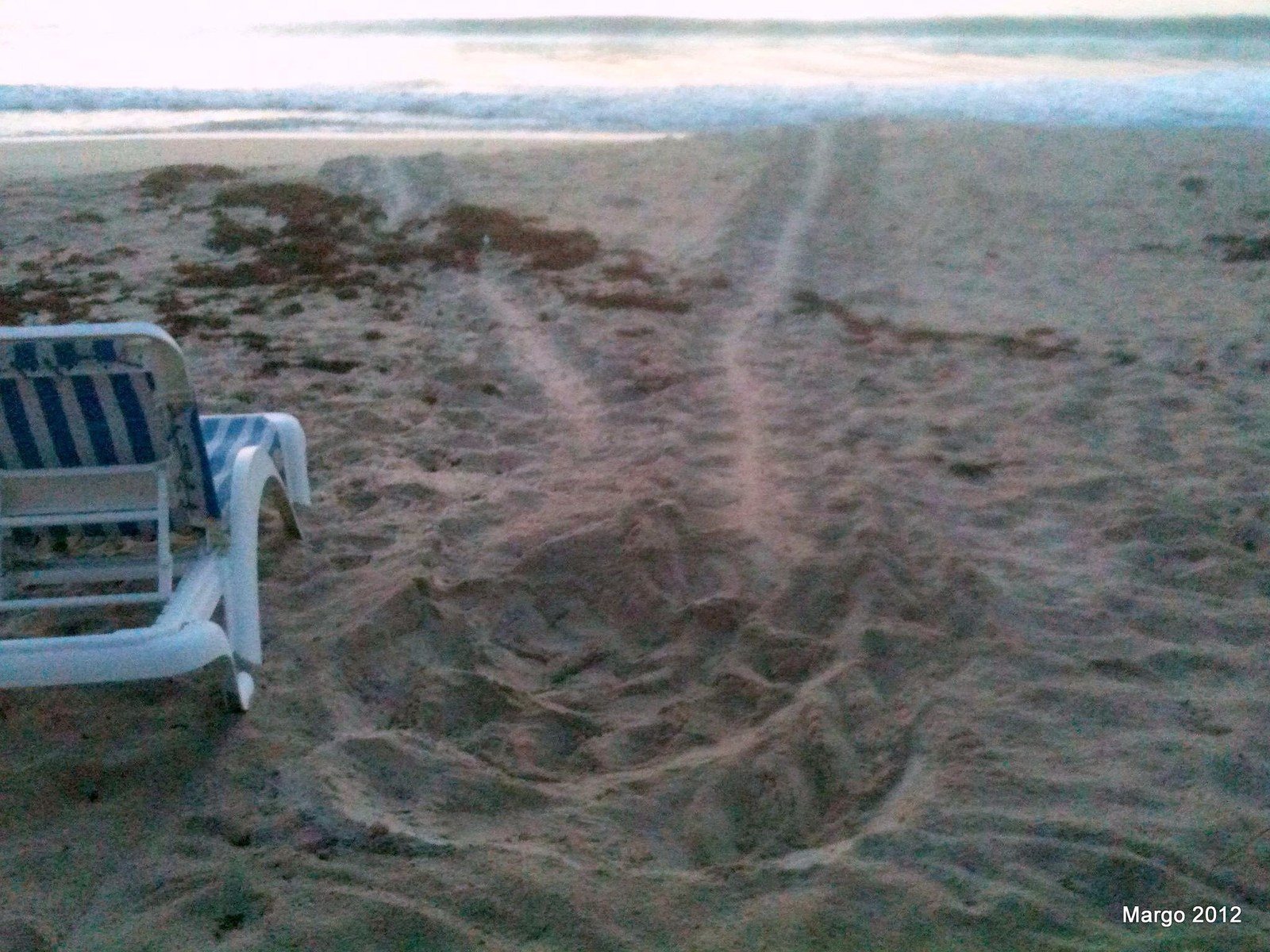 Turtle Tracks