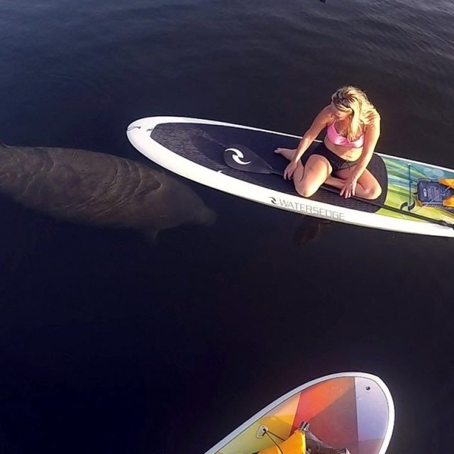 Curious Manatee