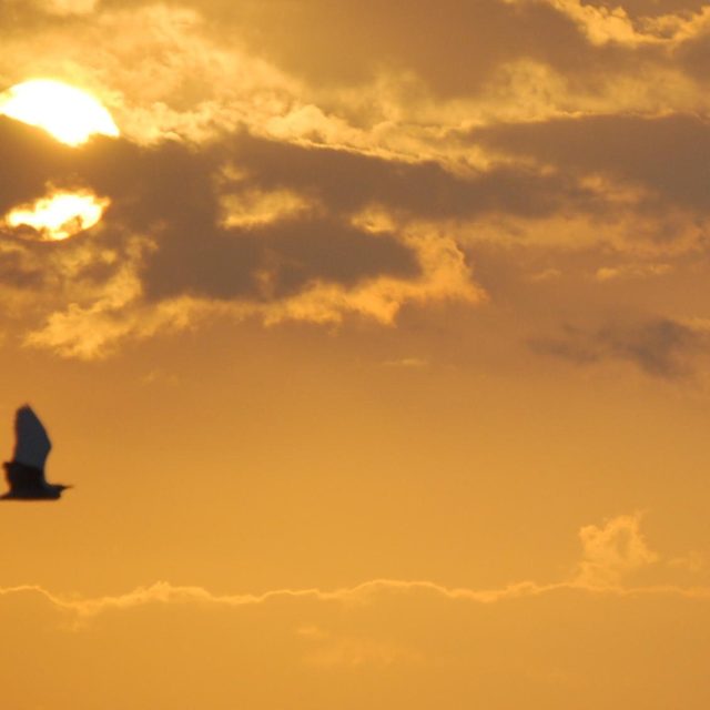 Fly Away